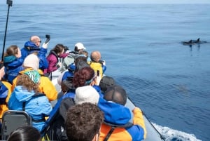 Pico Island: Whale Watching Experience from Lajes