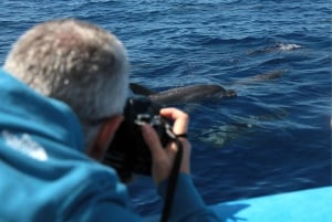 Pico Island: Whale Watching Experience from Lajes