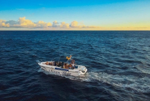 Private Charter Private Charter zur Walbeobachtung – 2 Stunden