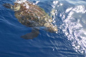 Private Charter Private Charter zur Walbeobachtung – 2 Stunden