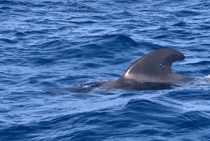Privat charter Privat charter for at se hvalerne - 3 timer