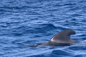 プライベートチャーター 鯨観察プライベートチャーター - 3時間