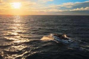 Private Charter to see the whales - 5 Hours