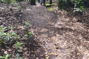 Private day tour of Tenerife