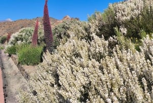 Private day tour of Tenerife