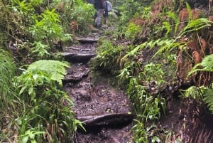 Private day tour of Tenerife