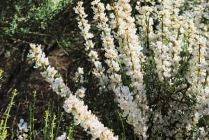 Private day tour of Tenerife