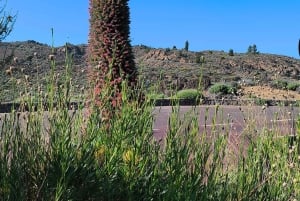 Private day tour of Tenerife