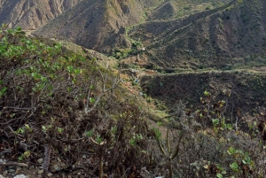 Privat tur på Teneriffa: Anaga, Taganana, Benijo och La Laguna