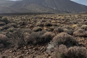 Privat tur på Tenerife: Teide Nationalpark + restaurant
