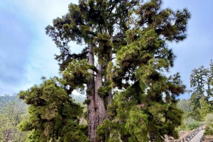 Tour privato Tenerife: Parco Nazionale del Teide + Ristorante