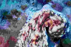 Private Try Dive for 2 with our experienced Instructor