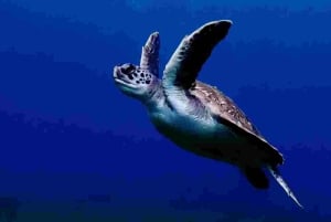 Privat provdykning för 2 med vår erfarna instruktör