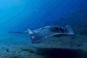 Privat provdykning för 2 med vår erfarna instruktör