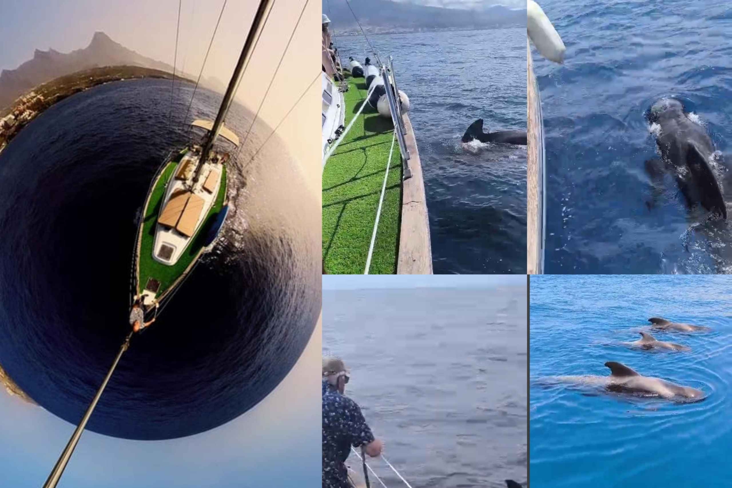 Excursão privada para baleias e golfinhos: só para ti!