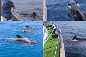 Excursão privada para baleias e golfinhos: só para ti!
