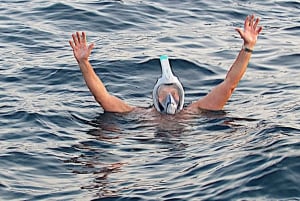 Excursão privada para baleias e golfinhos: só para ti!