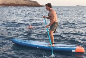 Excursão privada para baleias e golfinhos: só para ti!