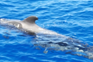 Puerto Colon: Dolfijn en walvistour Speedboat Cruise