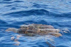 Puerto Colon: Dolphin and Whale Watching Speedboat Tour