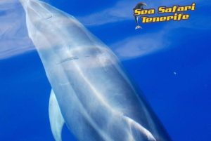 Puerto Colon: Dolphin and Whale Watching Speedboat Tour
