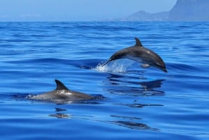 Puerto Colon: Masca, Dolphin & Whale watching with speeboat