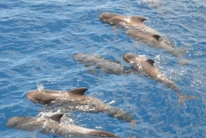 Costa Adeje: Excursión de Avistamiento de Ballenas y Delfines en Yate