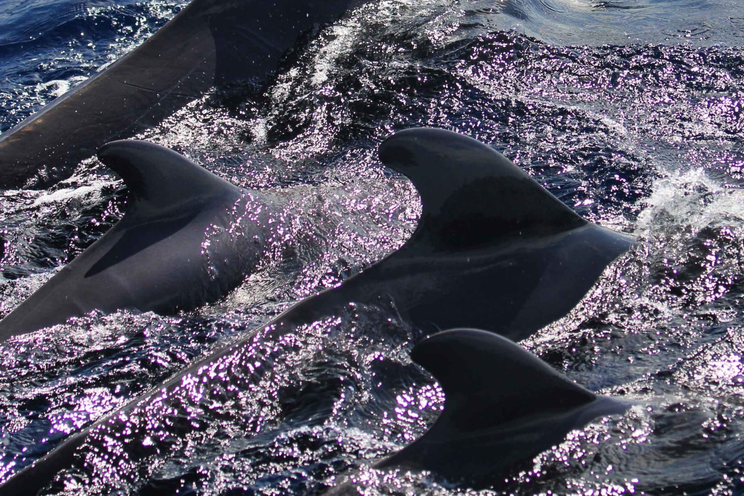 プエルトコロン：クジラとイルカのセーリングエクスカーション