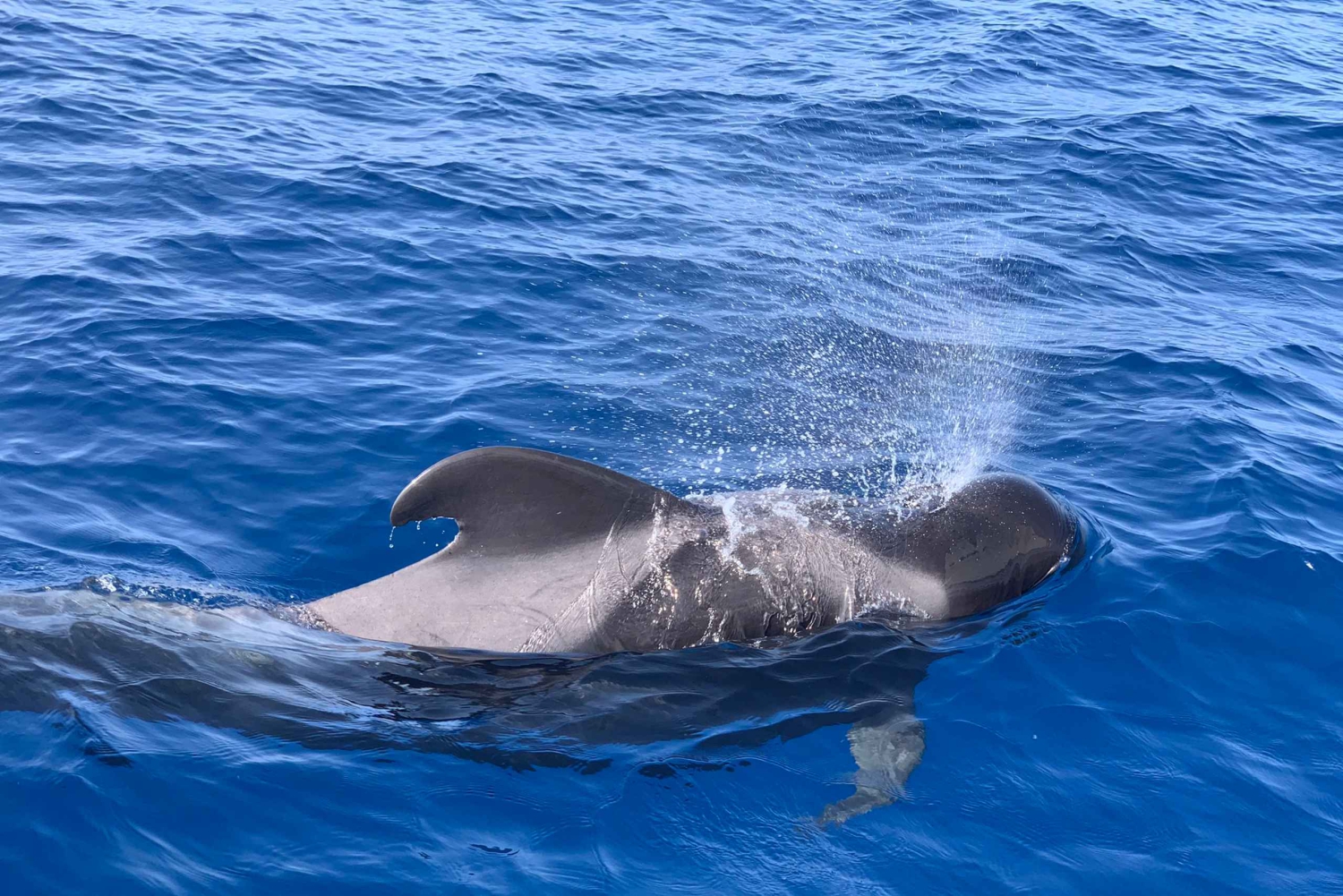 プエルトコロン：クジラとイルカのセーリングエクスカーション