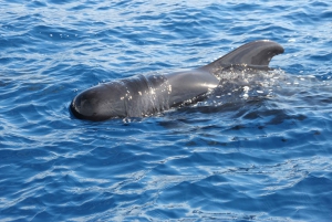 Puerto Colon : Whale & Dolphins Sailing Excursion