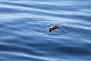 Puerto Colon : Whale & Dolphins Sailing Excursion