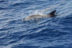 Puerto Colon : Valas- ja delfiinipurjehdus retki
