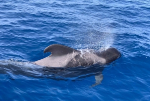 Puerto Colon : Sejltur med hvaler og delfiner