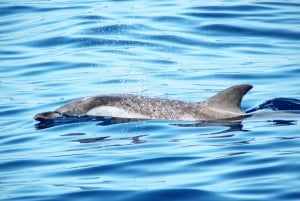 Puerto Colon : Sejltur med hvaler og delfiner