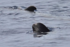 Puerto Colon: Zeilexcursie walvissen en dolfijnen