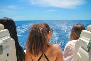 Puerto Colon: Seiltur for hval og delfiner