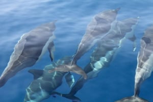 Puerto Colón : Excursión en velero con ballenas y delfines