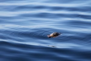 Puerto Colon : Valas- ja delfiinipurjehdus retki