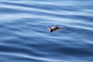 Puerto Colon: Seiltur for hval og delfiner