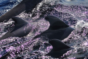 プエルトコロン：クジラとイルカのセーリングエクスカーション