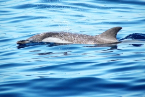 プエルトコロン：クジラとイルカのセーリングエクスカーション