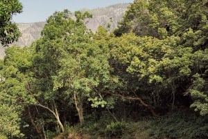 プエルト・デ・ラ・クルス：クワッドでテイデ山に登り、魔法のような夕日を体験しましょう