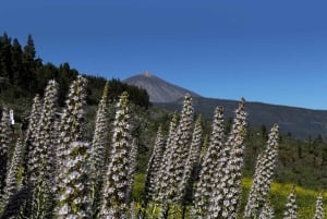Ascend to Teide National Park on a quad bike from Puerto de la Cruz.
