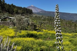 Ascend to Teide National Park on a quad bike from Puerto de la Cruz.