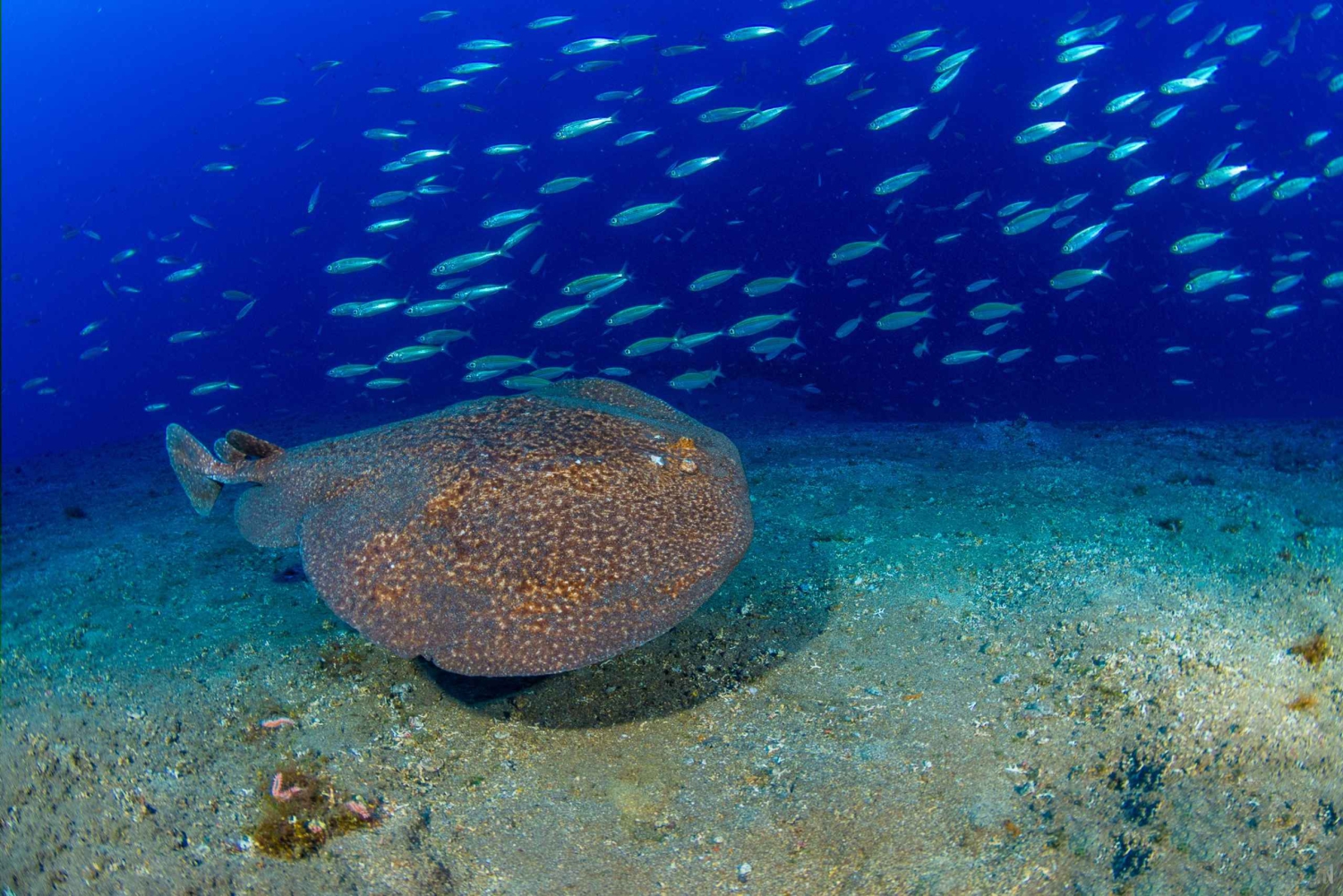 Radazul : voyage de plongée dans la baie de Radazul avec boissons