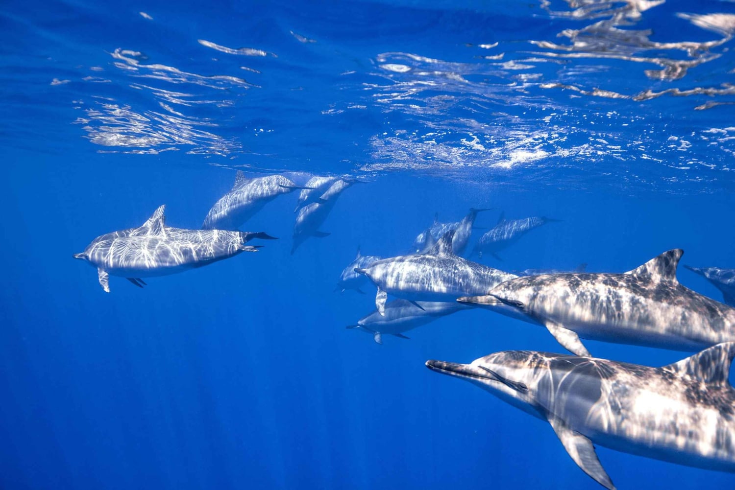 S. Tenerife: 2 duiken voor beginners (strand + bootervaring)