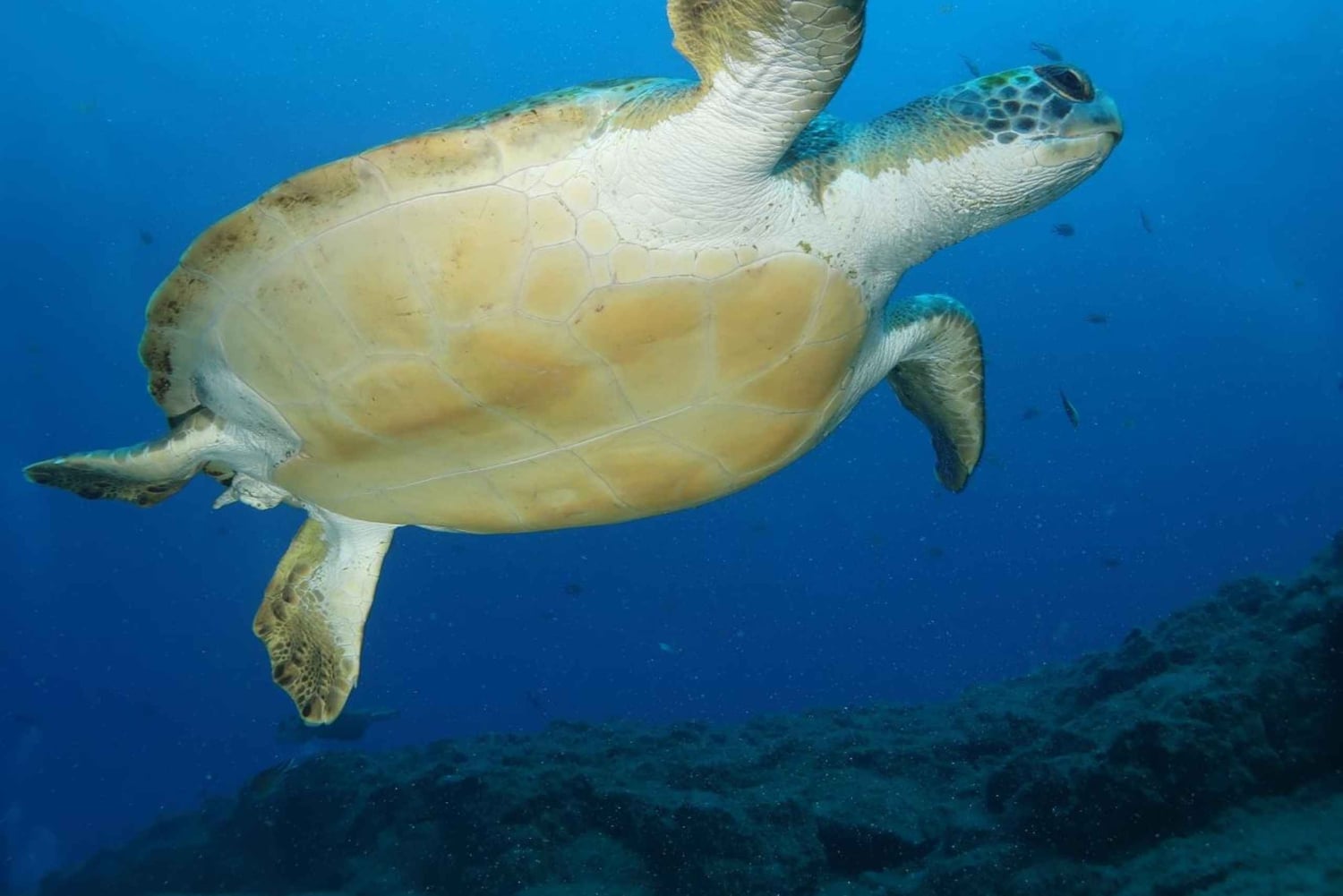 S. Tenerife: 2 duiken voor beginners (strand + bootervaring)