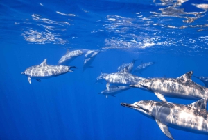 S. Tenerife: 2 duiken voor beginners (strand + bootervaring)