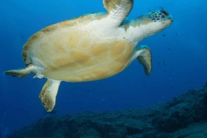 S. Tenerife: 2 duiken voor beginners (strand + bootervaring)