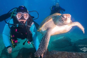 S. Tenerife: 2 duiken voor beginners (strand + bootervaring)